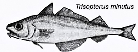 Trisopterus minutus_000445